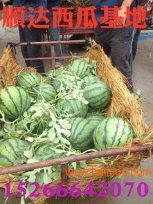 网红干饭公司吃瓜